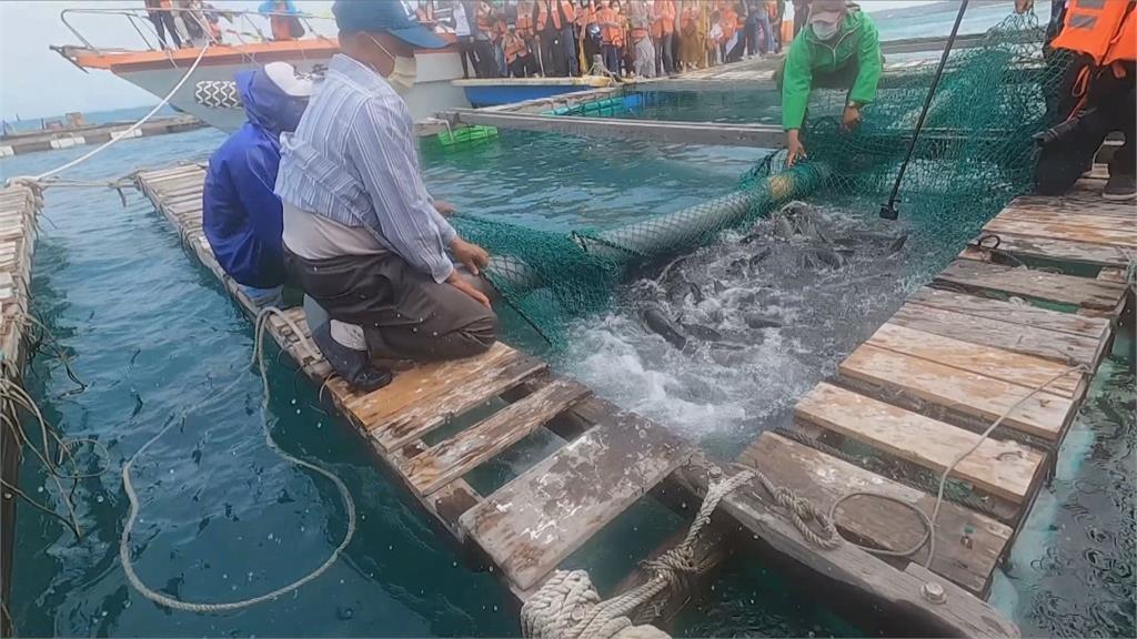 佛教團體攜手澎湖養殖漁民　合作放流海鱺魚