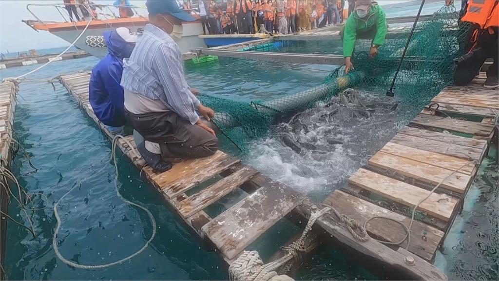 佛教團體攜手澎湖養殖漁民 合作放流海鱺魚