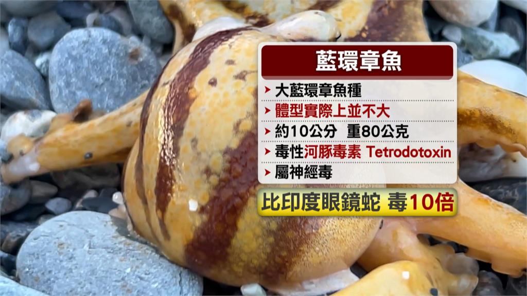 高雄男買芥末章魚吃一半疑見「劇毒藍環」 嘴麻掛急診 醫師:沒解藥