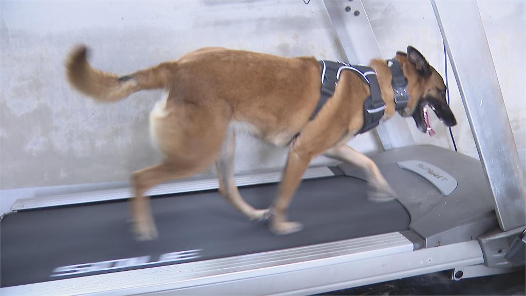 警犬、搜救犬成最萌生力軍！　新警犬「大福」報到萌翻網友
