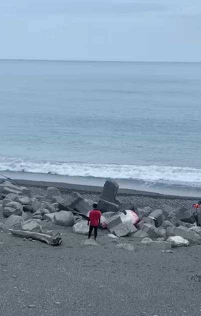 快新聞/5公尺鯨鯊擱淺東海岸死亡 吊掛送台南成大研究