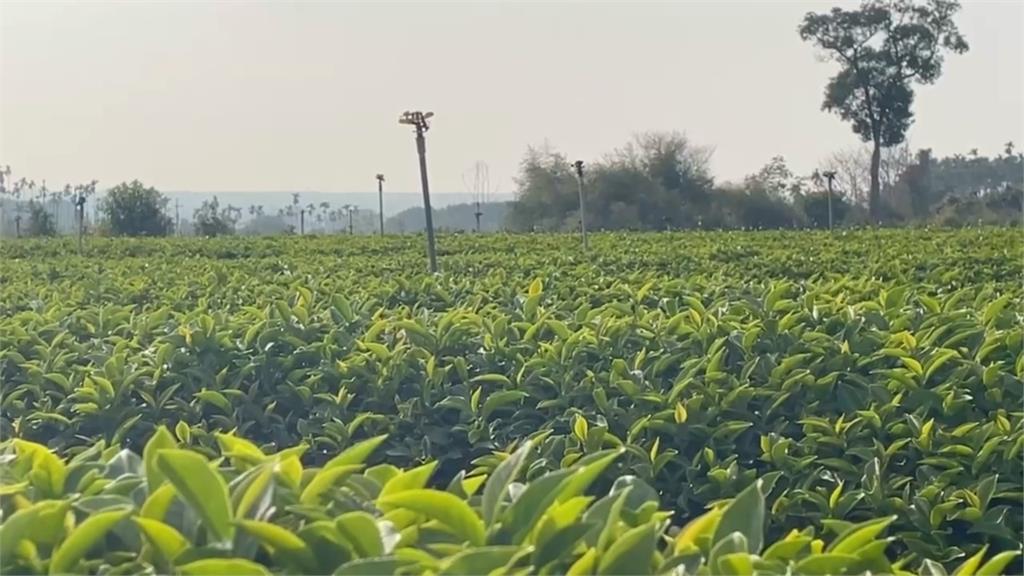 繳交茶葉卻收嘸貨款　茶農控訴遇到詐騙