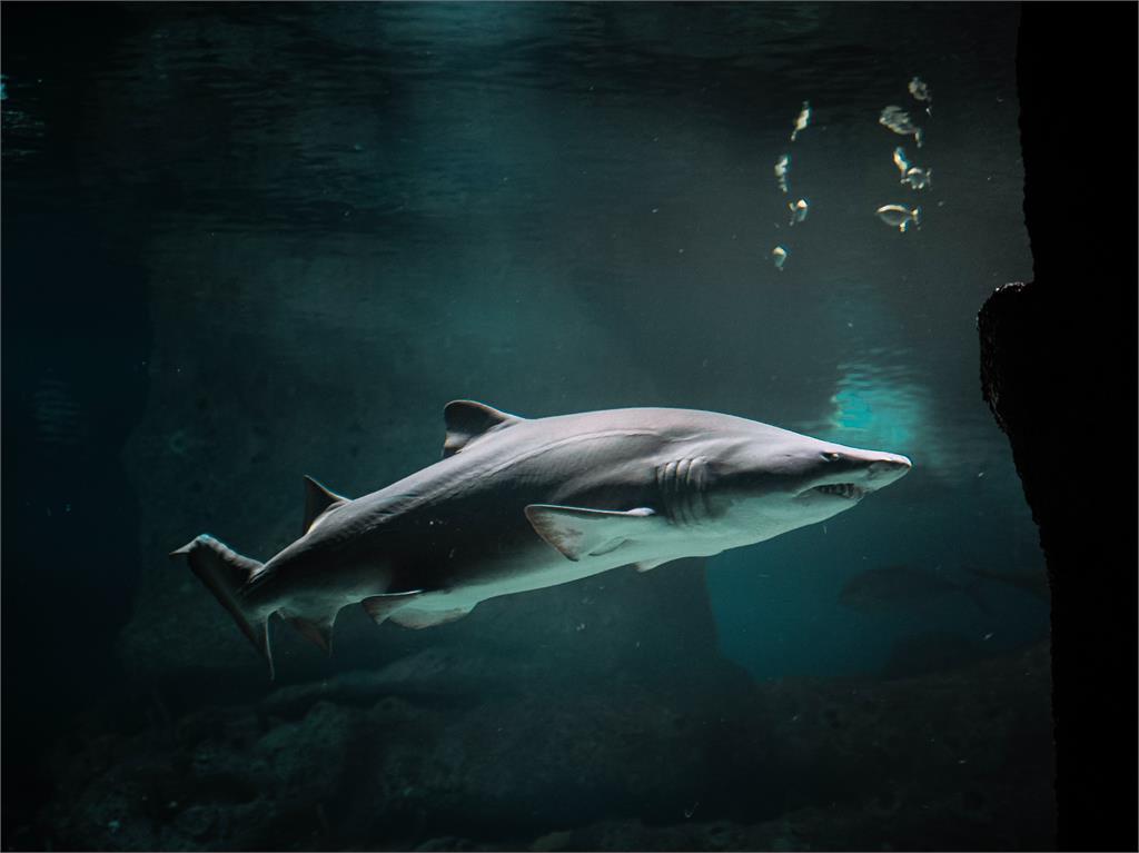 還在烤魷魚?他秀「烤整條鯊魚」6千人朝聖 一翻肚網驚:肉是綠色的
