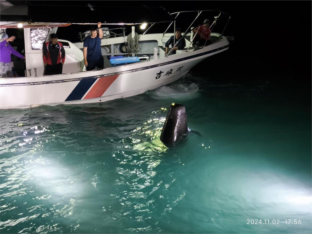 海面載浮載沉！2領航鯨遭網子纏住　受困高雄蚵仔寮