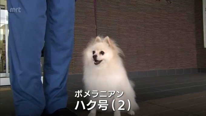 日本「博美警犬出道」不只是吉祥物!超強身手萌翻千萬網友