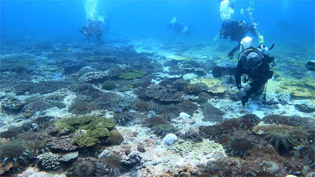 澎湖七美島珊瑚保衛戰　棘冠海星大爆發釀生態浩劫