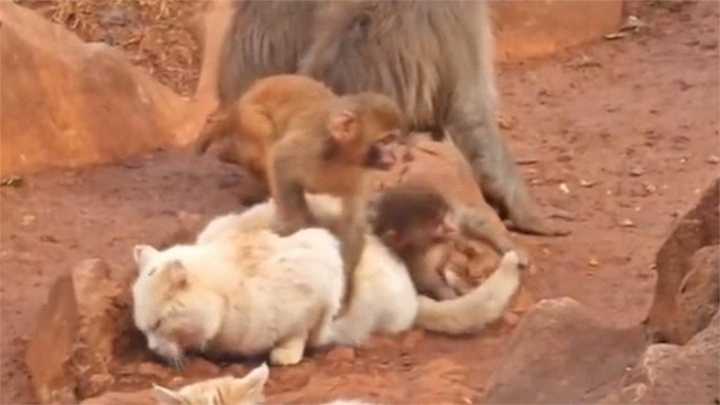 為了抓老鼠！中國動物園「放2貓跟猴混養」慘遭受虐　遊客看到崩潰罵爆