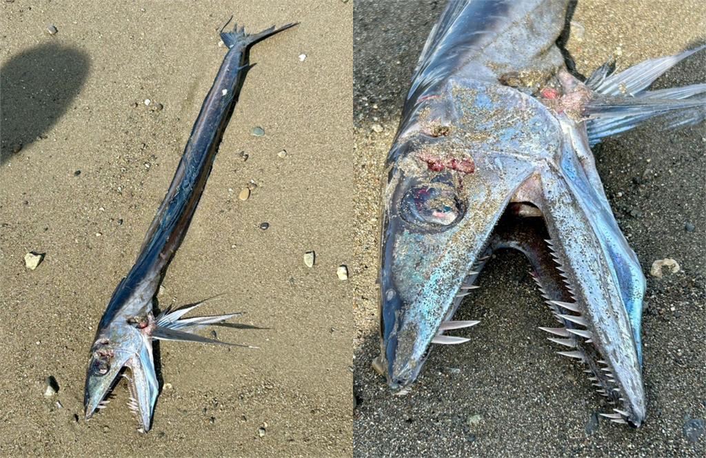 大地震前兆？日本海邊驚見「兇猛獠牙怪魚」畫面曝光…專家解答了