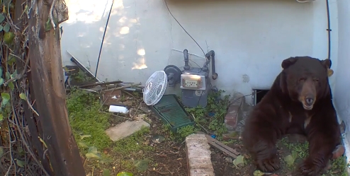 「200公斤巨熊」液體做的?鑽進地下室「8個月」屋主才知…驚悚畫面流出