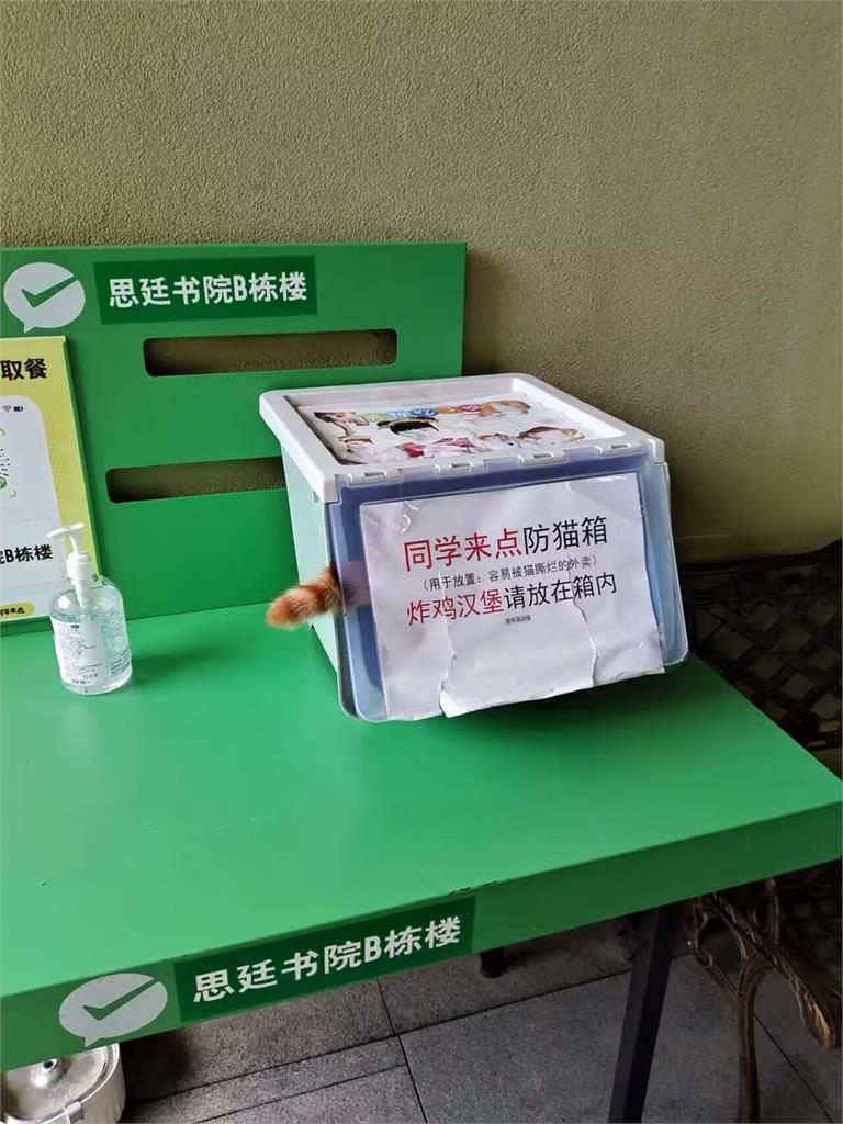 怕貓偷吃外送餐!設置「防貓箱」遭攻破 逗趣畫面網笑歪:是包廂