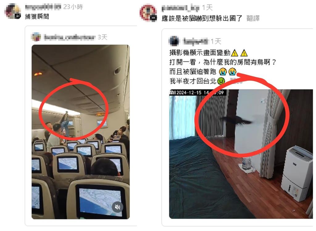 小黑鳥「失控闖機艙」掀202萬人搶看!大逃竄畫面曝網笑:想搭順風車