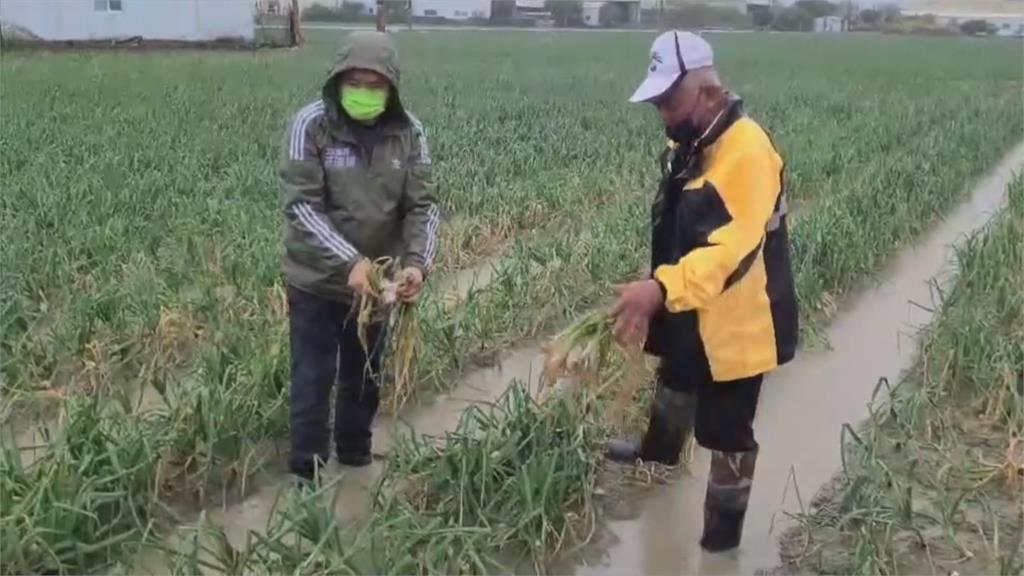 連綿大雨洋蔥出現病害　立委會勘關切