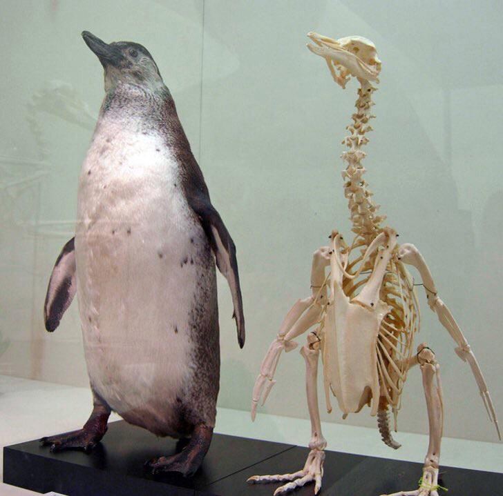 企鵝腿短又沒脖子？博物館「標本骨架照」曝光　網看傻：鳥版長頸鹿