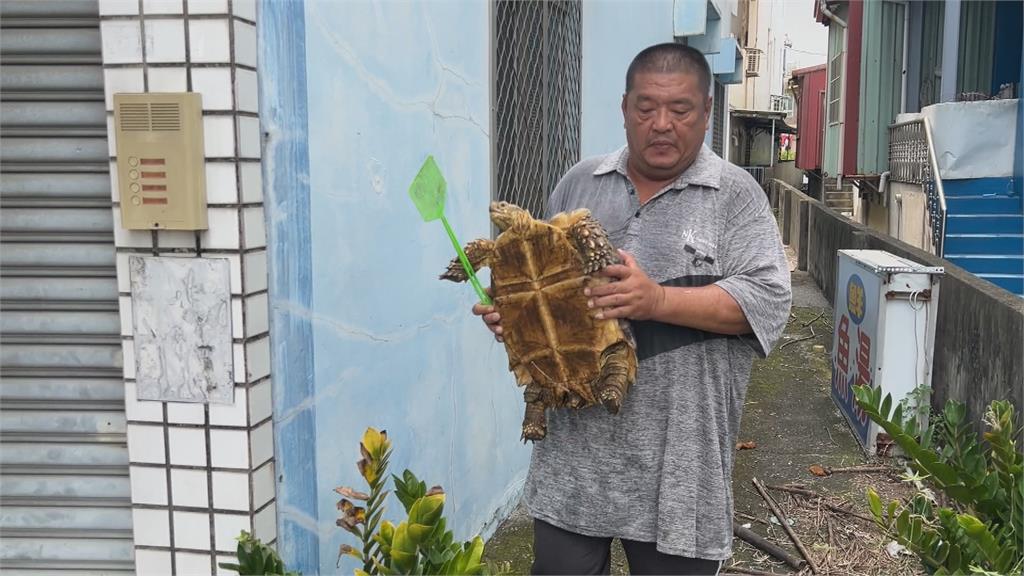 屏東新埤路上驚見大烏龜 警挨家挨戶找飼主平安送回家