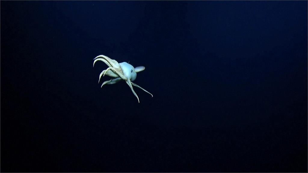 稀有生物「小飛象章魚」現身 可愛外表萌翻眾人