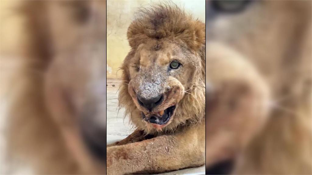 再見了「二哥」！　兒童節最後亮相　高雄壽山動物園非洲獅享壽２３歲