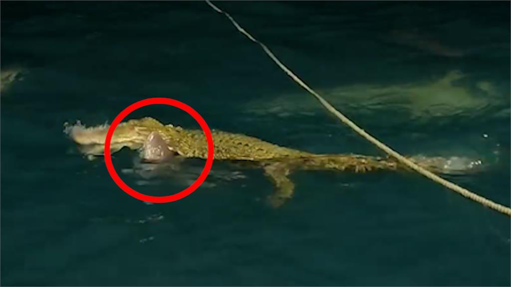 鱷魚隻身闖鯊魚窟！遭包圍「水下撕咬」超驚險　畫面曝網笑：這很澳洲
