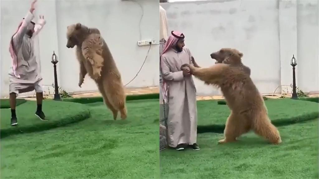 阿拉伯富豪與巨熊嗨玩「你追我跑」！超狂「鬼抓人」網嚇傻：1次就GG