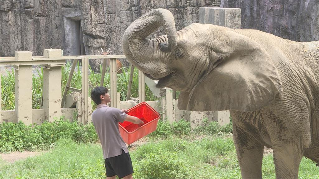父親節致敬保育員 壽山動物園曬15位「超級奶爸」身影