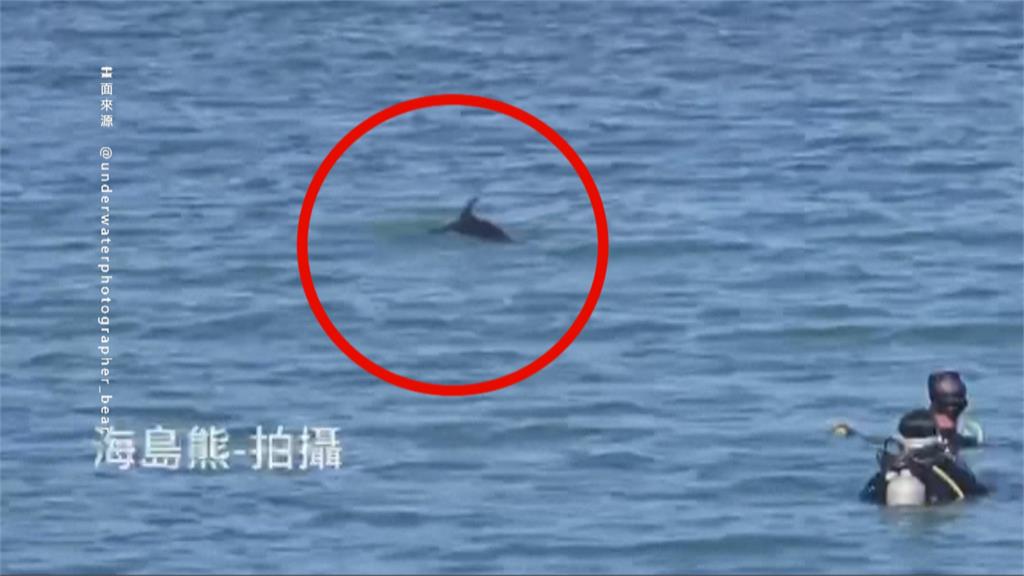 嬌客出沒！海豚疑迷航闖入杉福漁港　小琉球遊客見狀驚呼連連