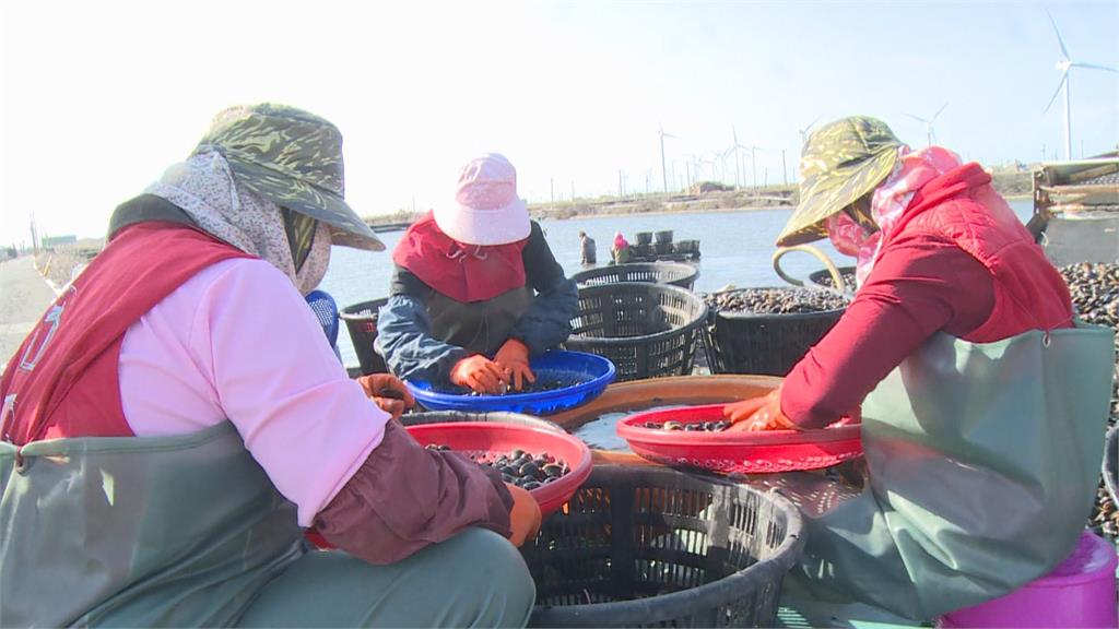 加溫禦寒搶救虱目魚! 搬進「有加溫器魚池」水溫升5度