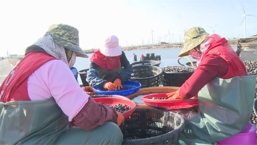 加溫禦寒搶救虱目魚！　搬進「有加溫器魚池」水溫升5度