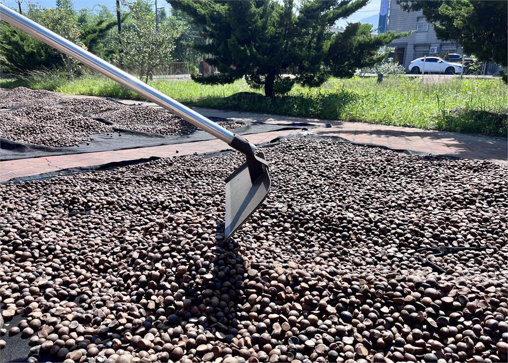  好日籽台灣苦茶籽油！新鮮限量上市　掀起健康飲食新風潮   