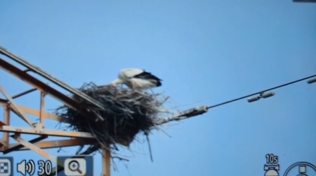 嚇到鳥!東方白鸛孵蛋育雛 疑遭空拍機驚擾飛走