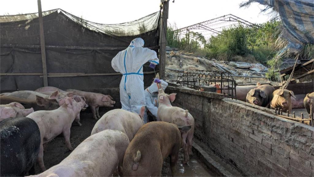 台南白河養豬場遭爆「違法廚餘養豬」　企圖藏廚餘躲查緝