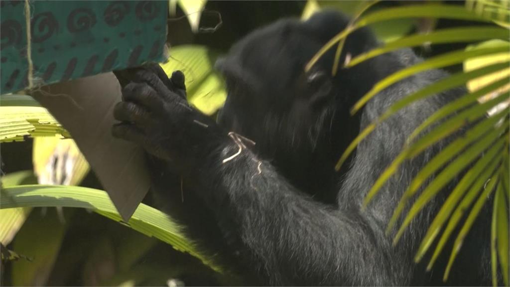 哥倫比亞動物園明星黑猩猩搬家! 將送往巴西保護區回歸大自然