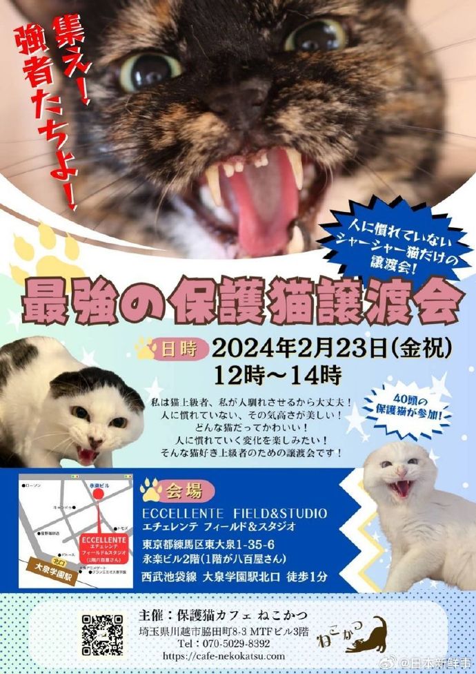 鏟屎官開缺募集M屬性強者!「超派貓咪領養文宣」網笑翻:天下第一武道會