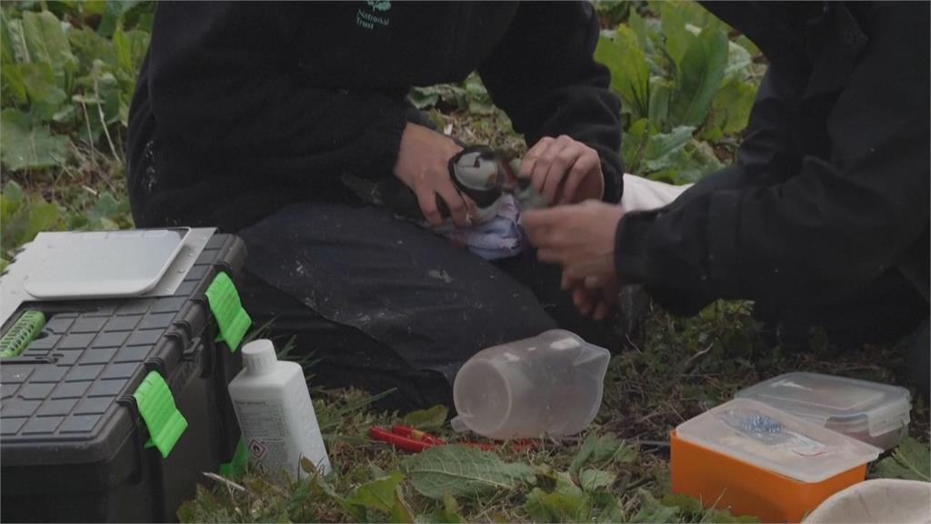 英國海鸚年度普查啟動 保育團體盼掌握情況因應生存