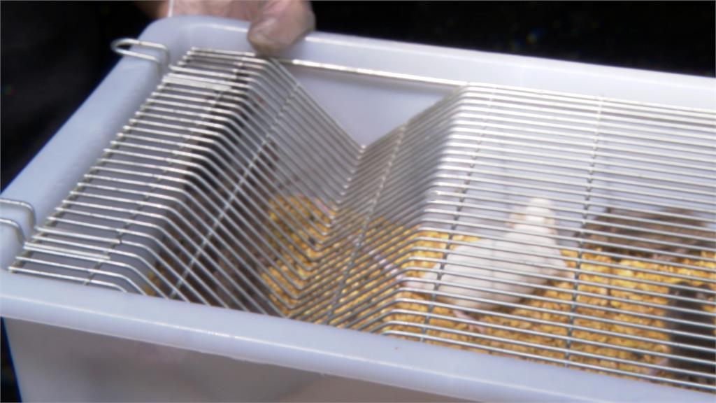 新北蘆洲兩棲爬蟲養殖場火警　逾50隻動物命喪火窟