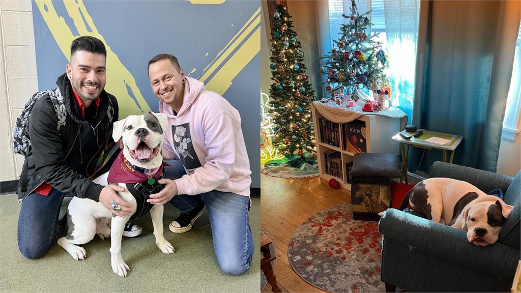 3歲鬥牛犬親眼見「61隻同伴被領養」!一臉落寞進鐵籠:為什麼不要我?