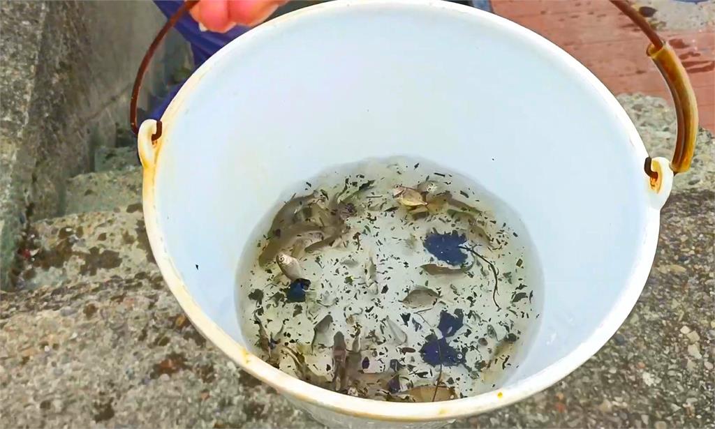 「食魚教育活動」永安漁港登場！　桃園市政府推行正確海洋保育觀念