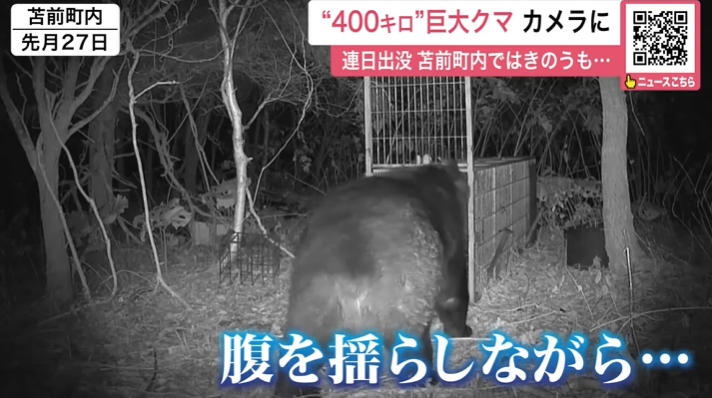 北海道現蹤「巨型400公斤棕熊」!肥到「塞不進捕獸籠」畫面險曝光