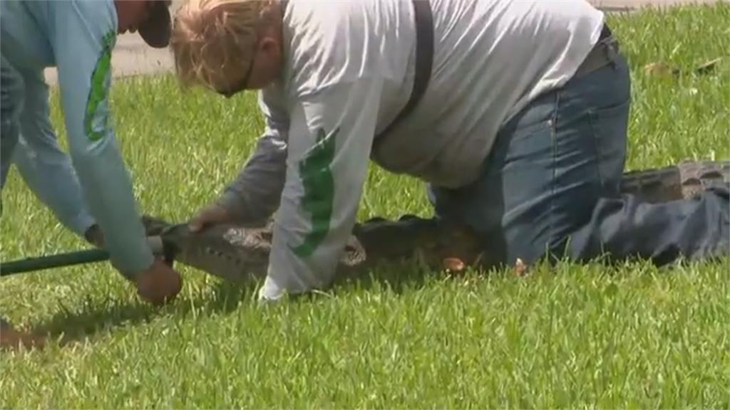 「鱷魚」誤闖美佛州社區池塘　專業團隊耗時一上午成功抓捕