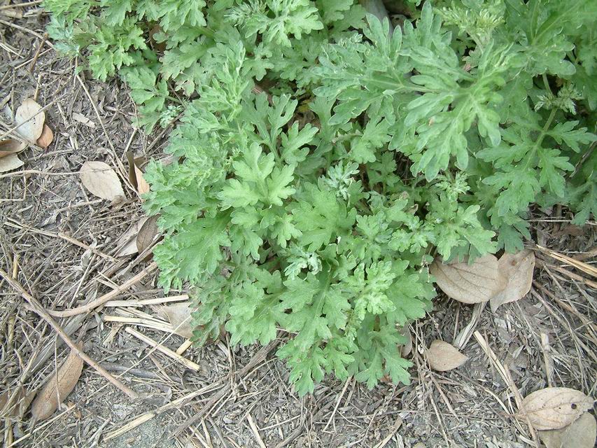 不只用來端午避邪!艾草生活用途曝光 「煮飯、驅蚊」都好用