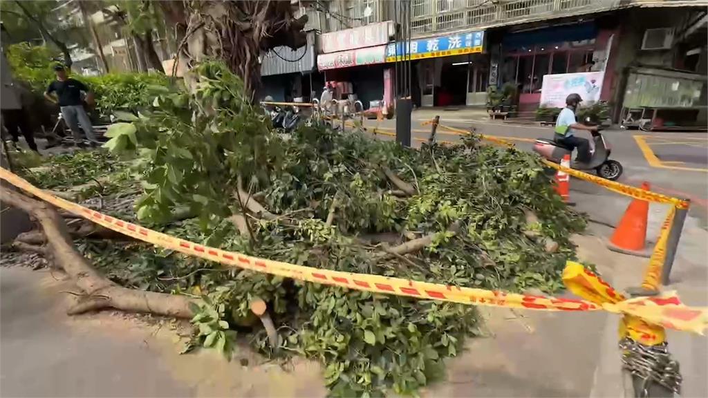 不敵強風!新竹老榕傾倒1女挫傷3車毀損、電桿被扯歪