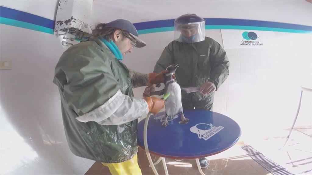 小可愛回家！阿根廷15隻企鵝野放大海　被救援「超慘原因」曝光