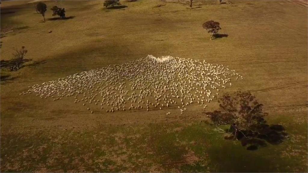 無法到場哀悼！澳洲農民用羊群畫出愛心　獻給逝去親人「暖羊羊的愛」