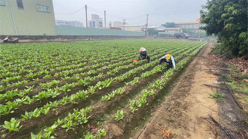 天兔颱風生成！　葉菜類破百元　菜農：肉可能比菜還便宜