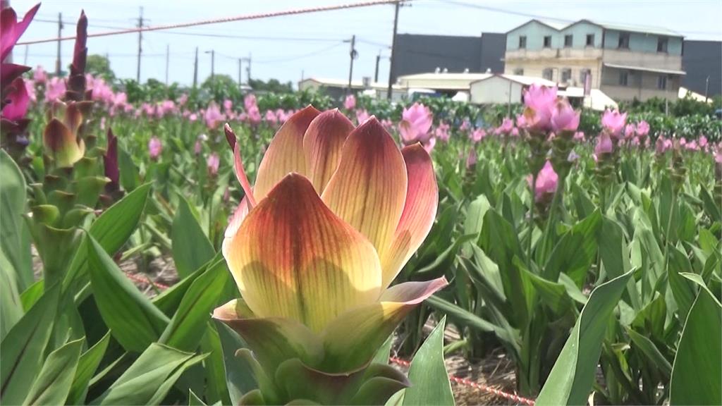 盛夏賞花趣! 彰化「大花紫薇」、「薑荷花」越熱越開花