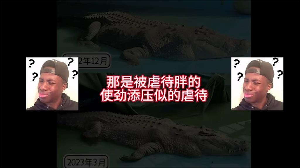 台灣「鱷魚王」小河被虐慘！滿身傷泡汙水　中國園方竟辯：按標準流程養