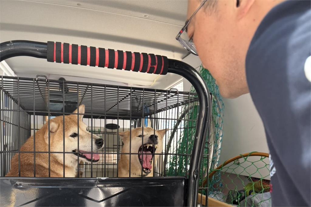 快新聞/滿地柴柴!新竹驚傳多隻柴犬遭沿路丟棄 後續有望開放認養