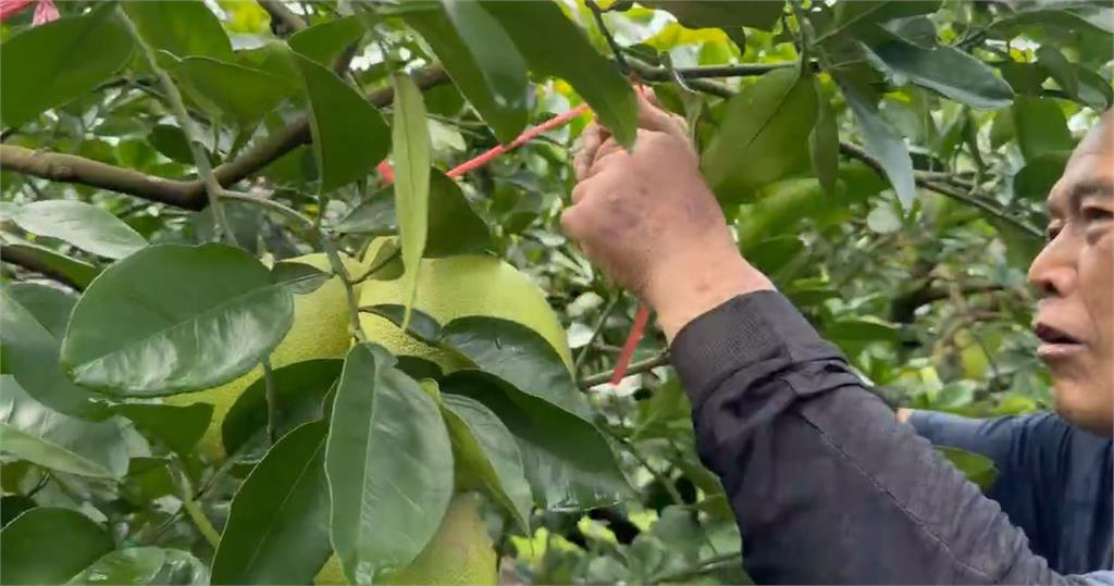 柚子不只吃還能招財？民俗專家授「1招」點名4生肖把握中秋連假轉運 