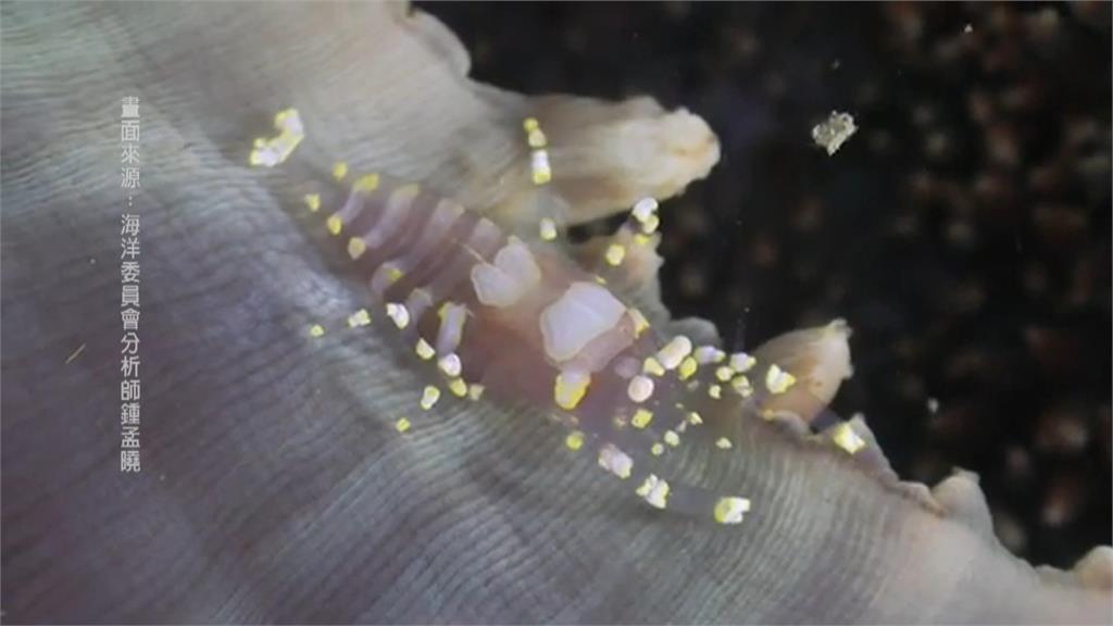 「透明魷魚」現蹤東石！　漁民捕獲稀有巨小頭魷