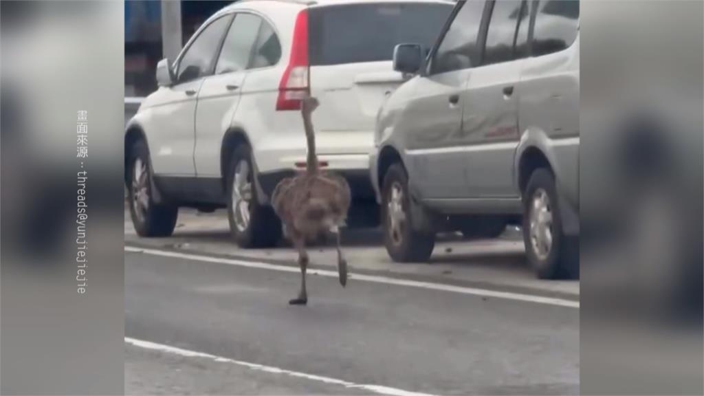 工廠門沒關好! 宜蘭"鴕鳥逃家" 街頭上演人鳥追逐戰