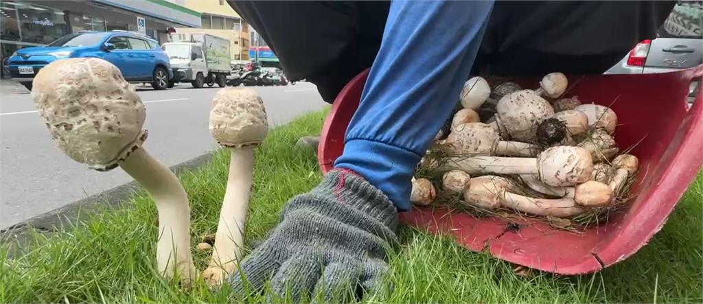 快新聞／高雄又生菇！市府緊急拔除　舖
