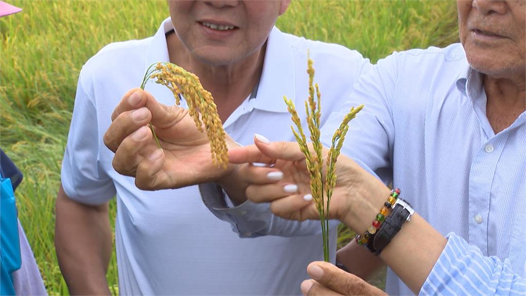 高屏一期稻作進入收割期 出現多「空包彈」邱議瑩勘災